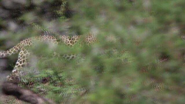 Slow motion shot of leopard walking into bushes of South Africa.