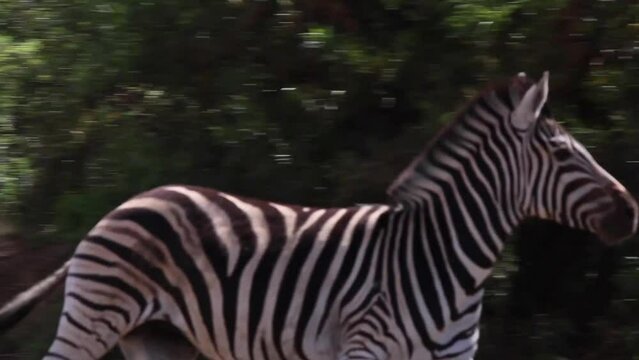 Zebras and warthogs get startled and run away.