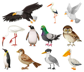 Different kinds of birds collection