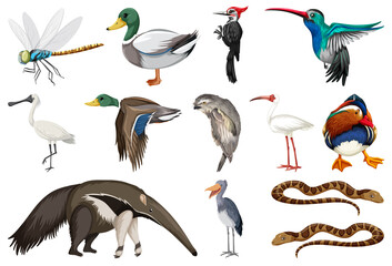 Different kinds of animals collection