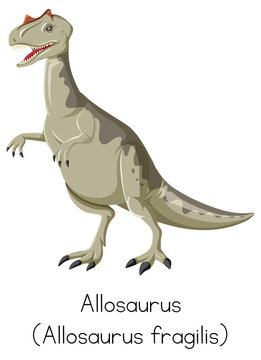 Allosaurus fragilis standing on white background