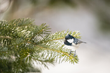 北海道の3月、晩冬のヒガラ。
