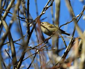 The goldcrest (Regulus regulus) is a very small passerine bird in the kinglet family. 