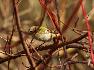 The goldcrest (Regulus regulus) is a very small passerine bird in the kinglet family. 