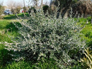 Shrubby germander, or Teucrium fruticans plant 