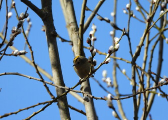 The goldcrest (Regulus regulus) is a very small passerine bird in the kinglet family. 