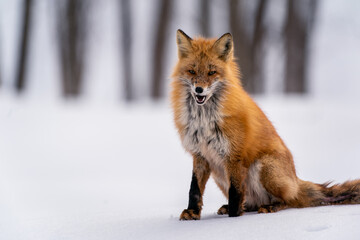 Naklejka premium 北海道の3月、晩冬のキタキツネ。 