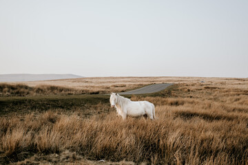 wild horse in the countryside with road