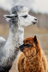 Mother alpaca with a baby. South American camelid. © Rita Kochmarjova