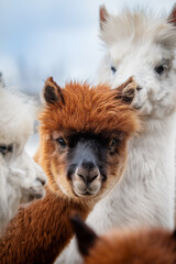 Herd of alpacas. South American camelid.