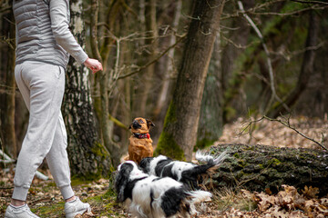 Naklejka na ściany i meble Dogs waiting for a treat from the owner. Adorable doggy family and female with grey clothes walking in the woods. Selective focus on the details, blurred background.