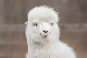 Lovely white alpaca with blue eyes. South American camelid.