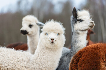 Obraz premium Herd of alpacas. South American camelid.