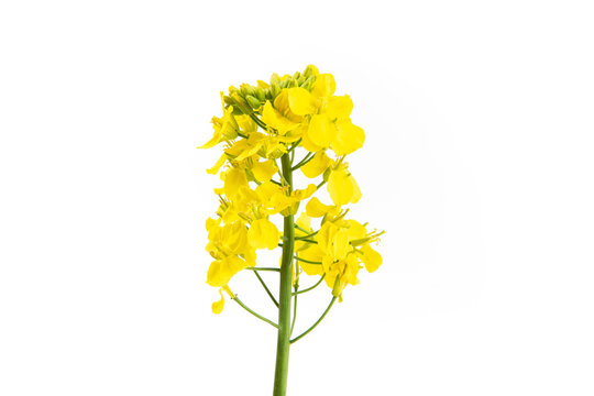 最終値下げ Canola flower ホビーラジコン - 専用 ホビーラジコン
