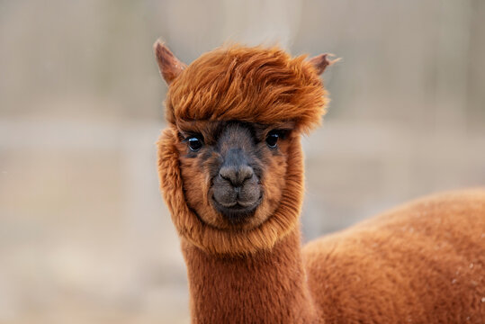 Funny alpaca on a windy day. South American camelid.