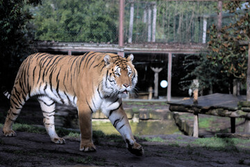 tiger in the zoo