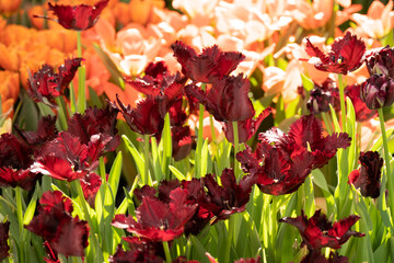 An abundance of tulip flowers in a flower bed. Dark red tulips with fringed petals. Beautiful spring picture