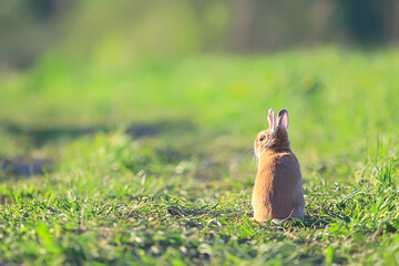 spring rabbit in a green field, easter symbol, beautiful april easter background