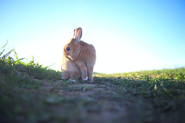 spring rabbit in a green field, easter symbol, beautiful april easter background