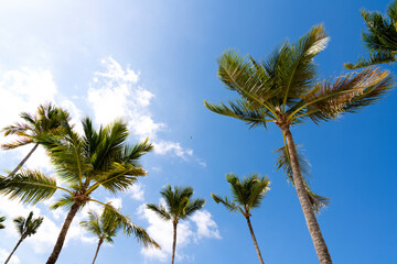 Obraz na płótnie Canvas Beautiful tropical coconut trees against a blue clear sky. The concept of travel and paradise vacation