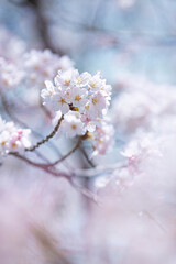 봄 벚꽃 개화