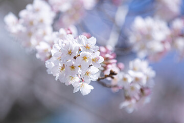봄 벚꽃 개화