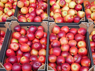 Fresh apples for sale in paper boxes