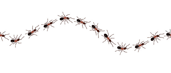 Brown worker ants trail line flat style design vector illustration isolated on white background. Top view of ants bug road trail marching in the line row. Pest control or insect searching concept. - obrazy, fototapety, plakaty