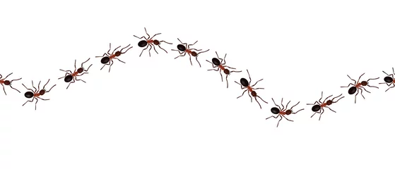 Foto op Plexiglas Brown worker ants trail line flat style design vector illustration isolated on white background. Top view of ants bug road trail marching in the line row. Pest control or insect searching concept. © Konstantin