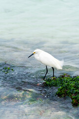 A beautiful white heron bird stands on the rocks on the Caribbean coast of the Dominican Republic.
