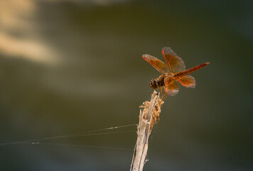 dragonfly