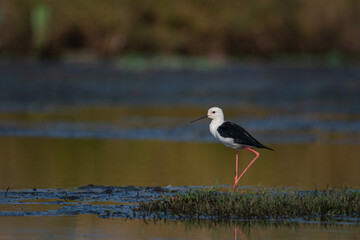  Black-winged Stilt