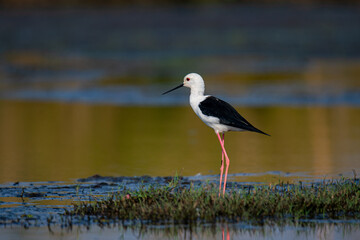  Black-winged Stilt