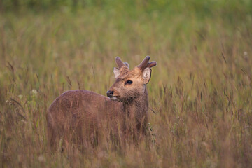 will hog deer in the grassland