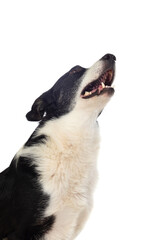 Black and white dog isolated on a white background