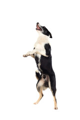 Black and white dog isolated on a white background