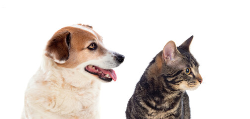 Cat and dog looking in the camera