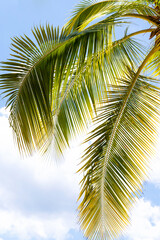 Close-up of palm leaves against a blue sky with clouds.