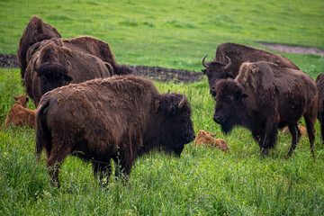 Large bisons grazing in a field. Dark brown giant mammal family in a farm in Lithuania. Green meadow and wildlife. Selective focus on the details, blurred background.