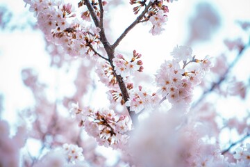 Japanese Sakura or Cherry Blossoms 