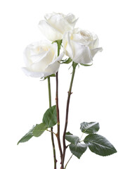 Fototapeta na wymiar Three white Roses isolated on white background.
