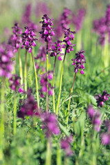 Obraz premium specimens of green-winged orchid