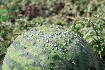 Ripe watermelon grown in the garden with hidden rose drops. Growing watermelon in the garden. Fresh green watermelon on a summer morning. Healthy food, farm products, crop production