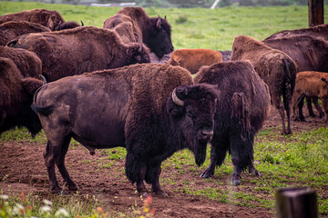 Male bison standing in front of a herd. Large scary brown mammal with horns. Buffalo family in a farm. Selective focus on the details, blurred background.