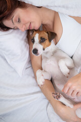 Jack Russell Terrier dog lies in an embrace with the owner in bed. 