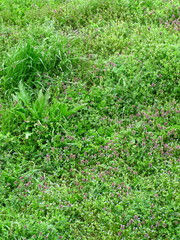 姫踊り子草とオオイヌノフグリ咲く用水路土手風景