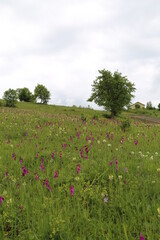 mountains and villages surrounded by green forests.turkey