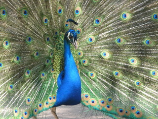 Obraz premium Common peacock displays the magnificence of its tail