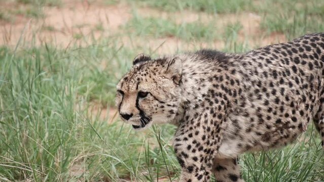 cheetah with toothach