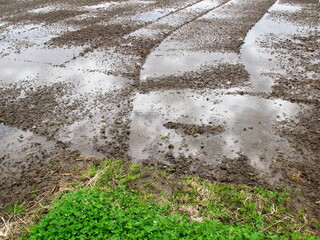 雨の降った翌日の春の田圃風景